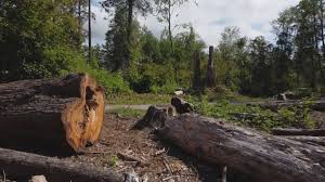 How Our Tree Care Process Works  in  Hagan, GA