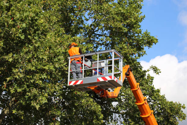 Best Arborist Consultation Services  in Han, GA