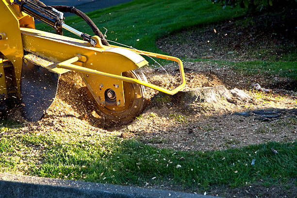 How Our Tree Care Process Works  in  Hagan, GA